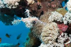 Dive Centre Equinox, Marsa Alam - Red Sea.